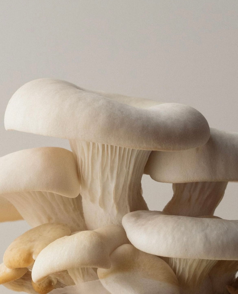 LET'S TAKE SHROOMS: Exploring the Health Benefits of Non-Hallucinogenic Mushrooms