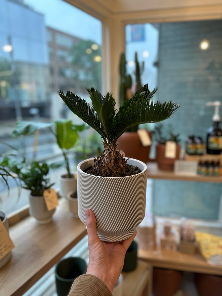 Spruce Planter + Sago Palm