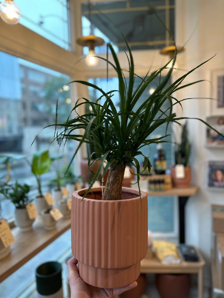 Ridged Planter + Ponytail Palm
